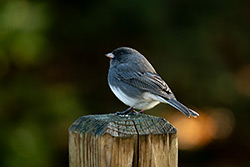 Photos Junco Ardoisé